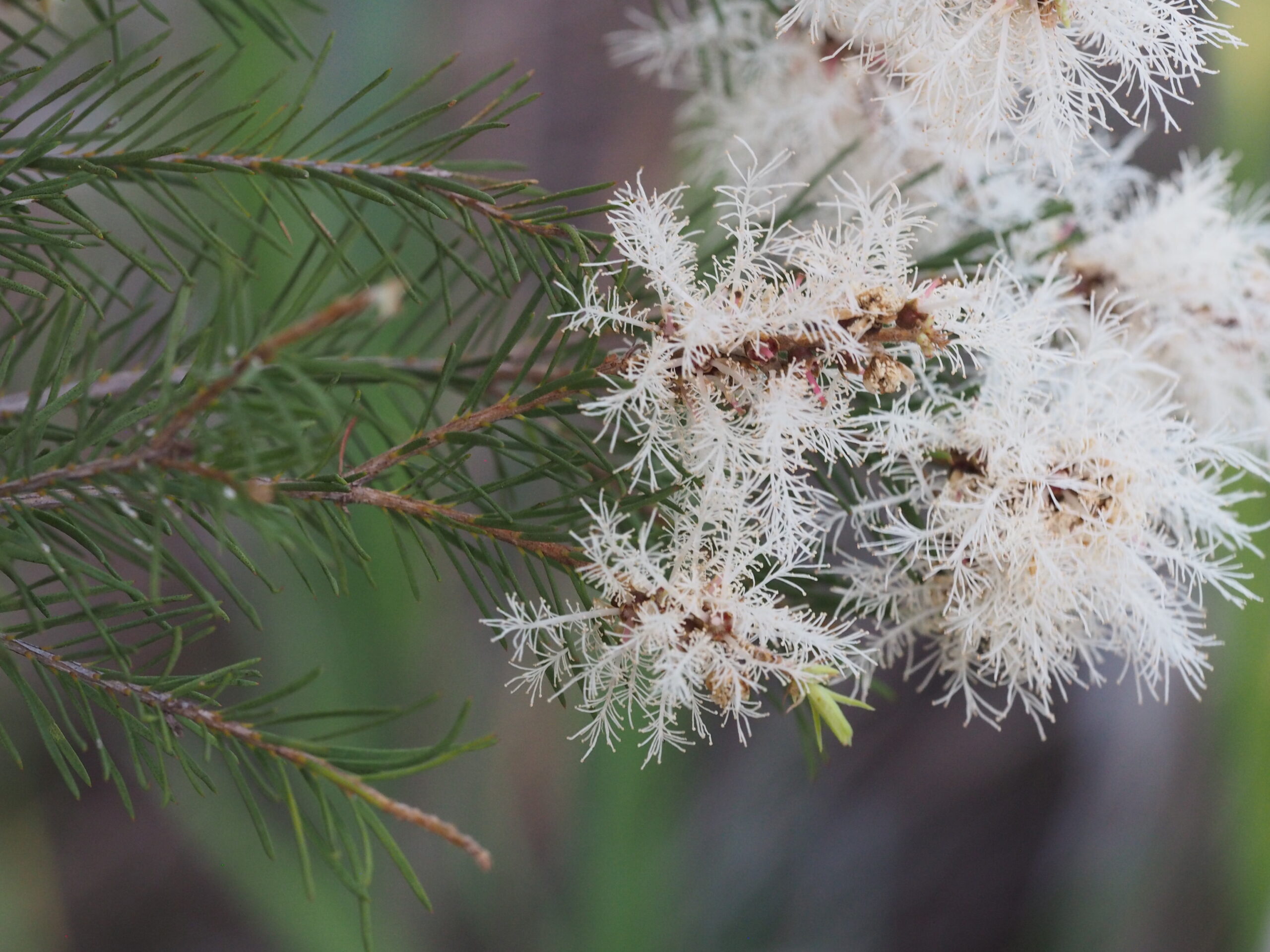 óleo essencial de melaleuca. Melaleuca alternifolia